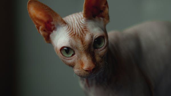 Detailed close-up of a Sphynx cat with green eyes indoors, showcasing its unique features.
