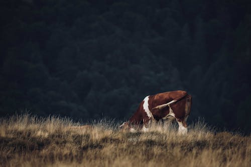 A Brown Cow Grazing on a Grassy Field