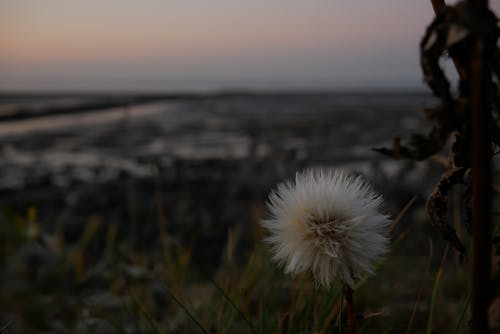 Foto d'estoc gratuïta de alba, arranjament floral, capvespre