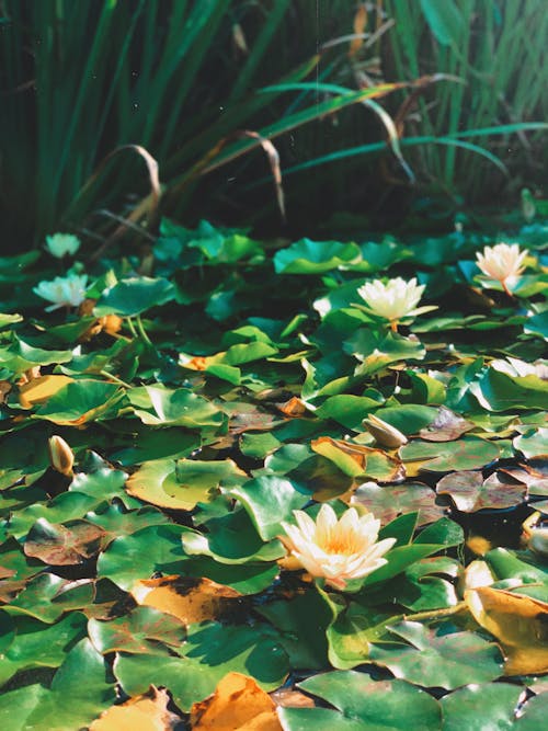 Imagine de stoc gratuită din a închide, flori, fotografie cu natură