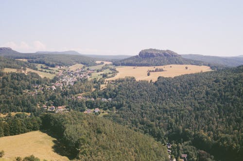 An Aerial Photography of Green Trees in the Forest