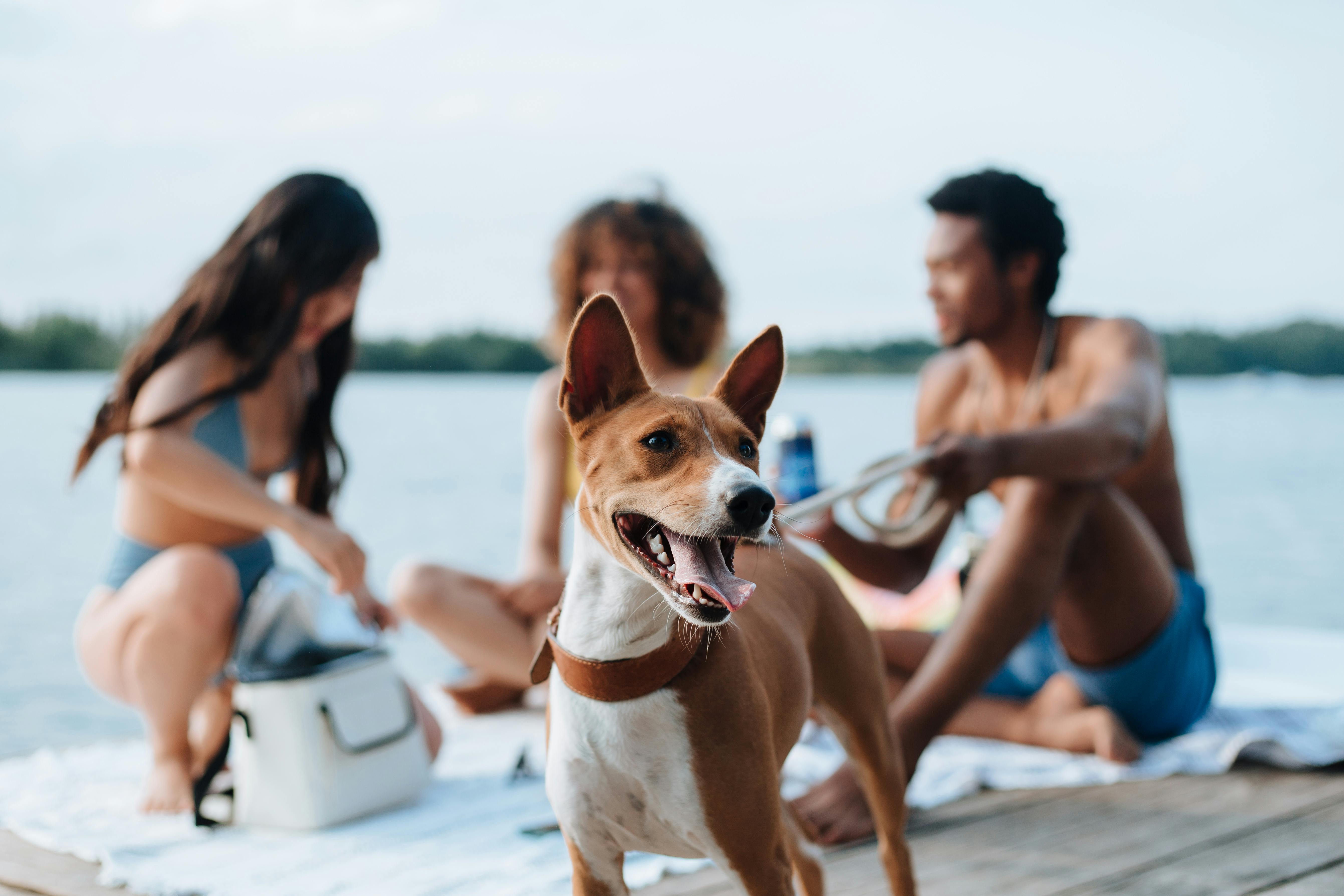 Friends enjoying a sunny day by the lake with a happy Basenji dog. Perfect for summer vibes.