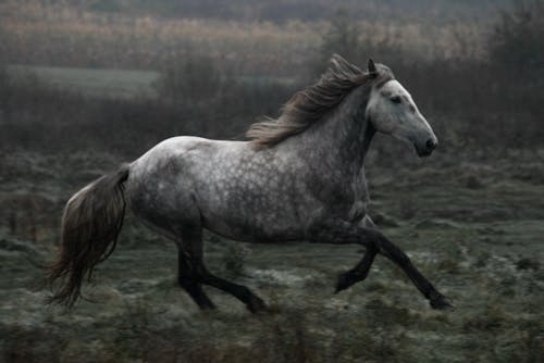 Immagine gratuita di animale della fattoria, animale domestico, bestiame