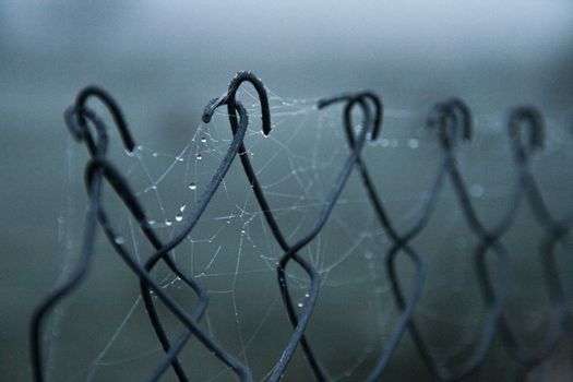Detailed image of a spider web with raindrops on a chain-link fence, showcasing nature's intricate designs.