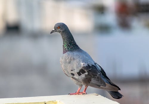 Gray Pigeon Perched on Concrete Surface