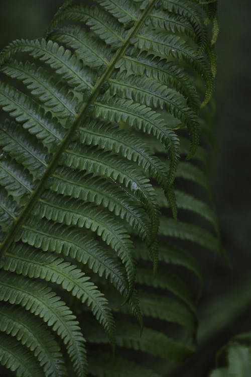 Fern Leaves in Close Up Photography