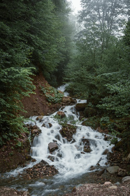Foto profissional grátis de corrente, floresta, fluxo de agua