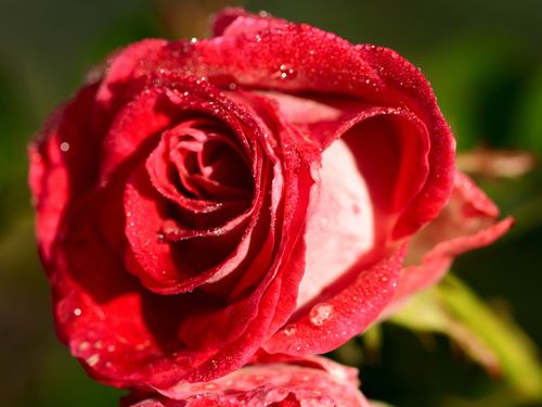 Free Stunning close-up of a red rose with dewdrops, showcasing vibrant petals and natural beauty. Stock Photo