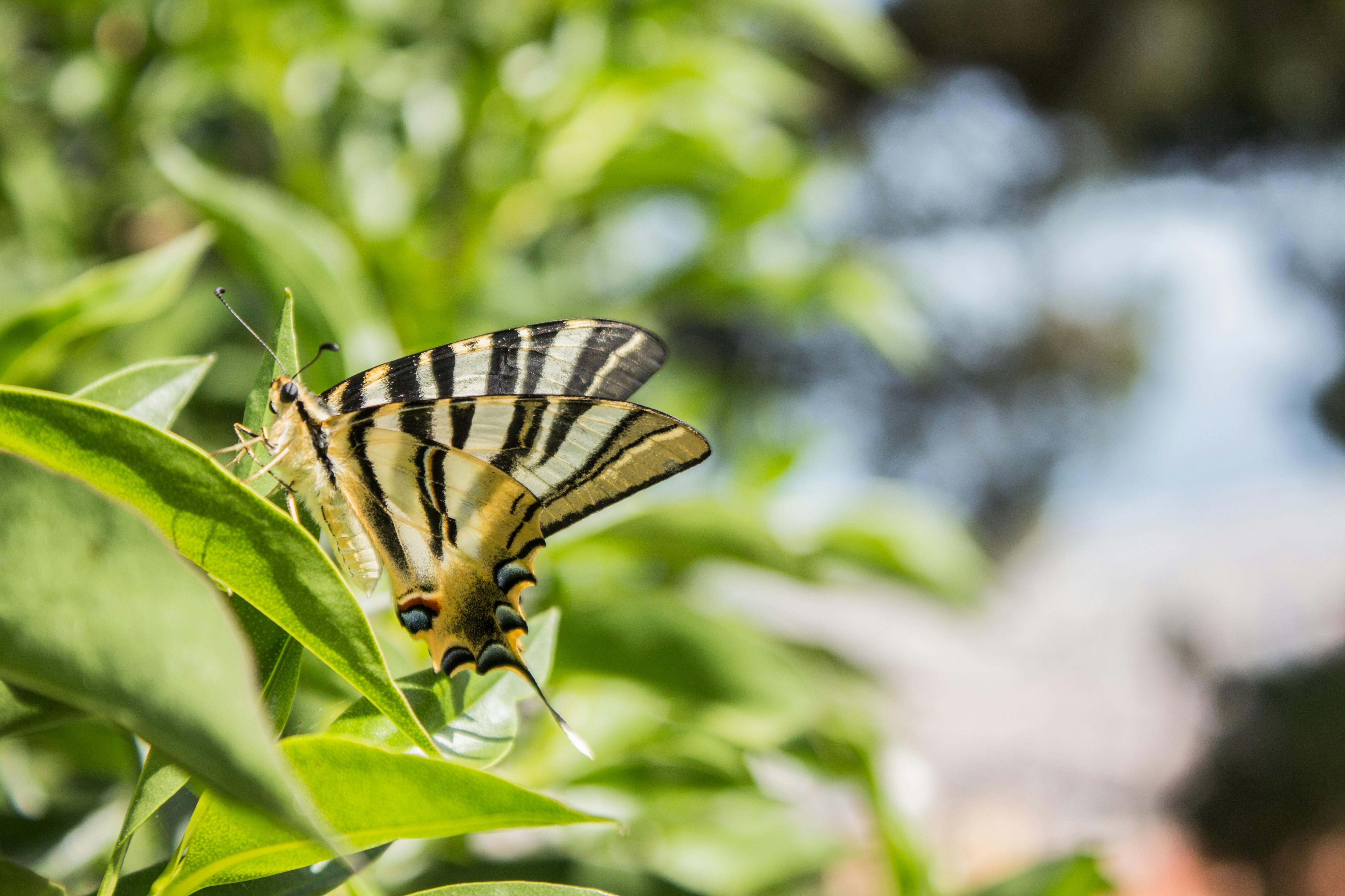 Brown and Black Butterfly in Macro Photography · Free Stock Photo