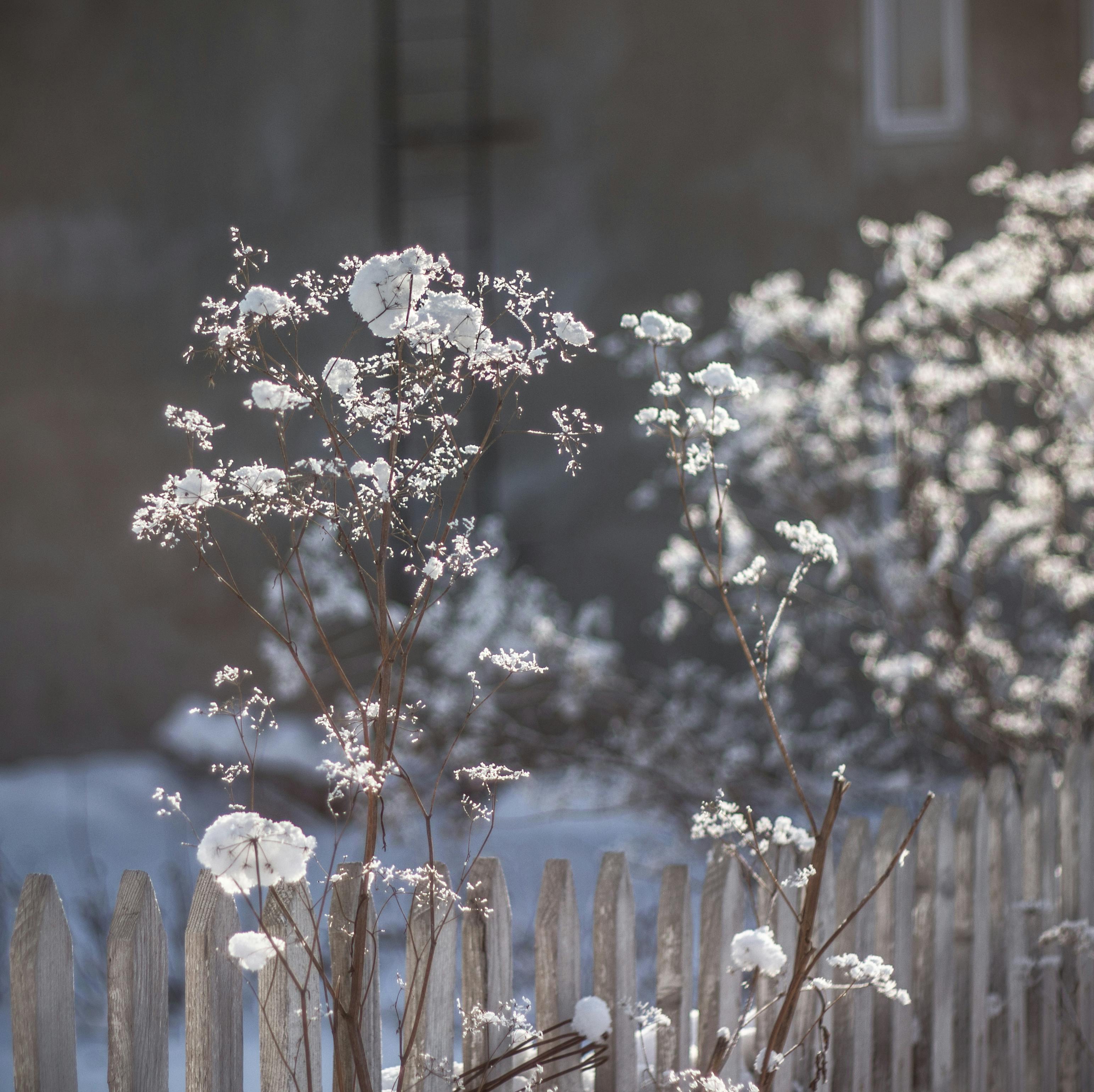 selective focus photo of white clustered flowers