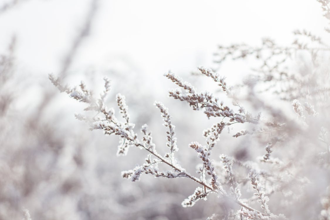 Free Selective Focus Photography of White Petaled Flower Plant Stock Photo