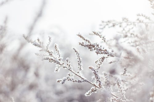 Selective Focus Photography of White Petaled Flower Plant