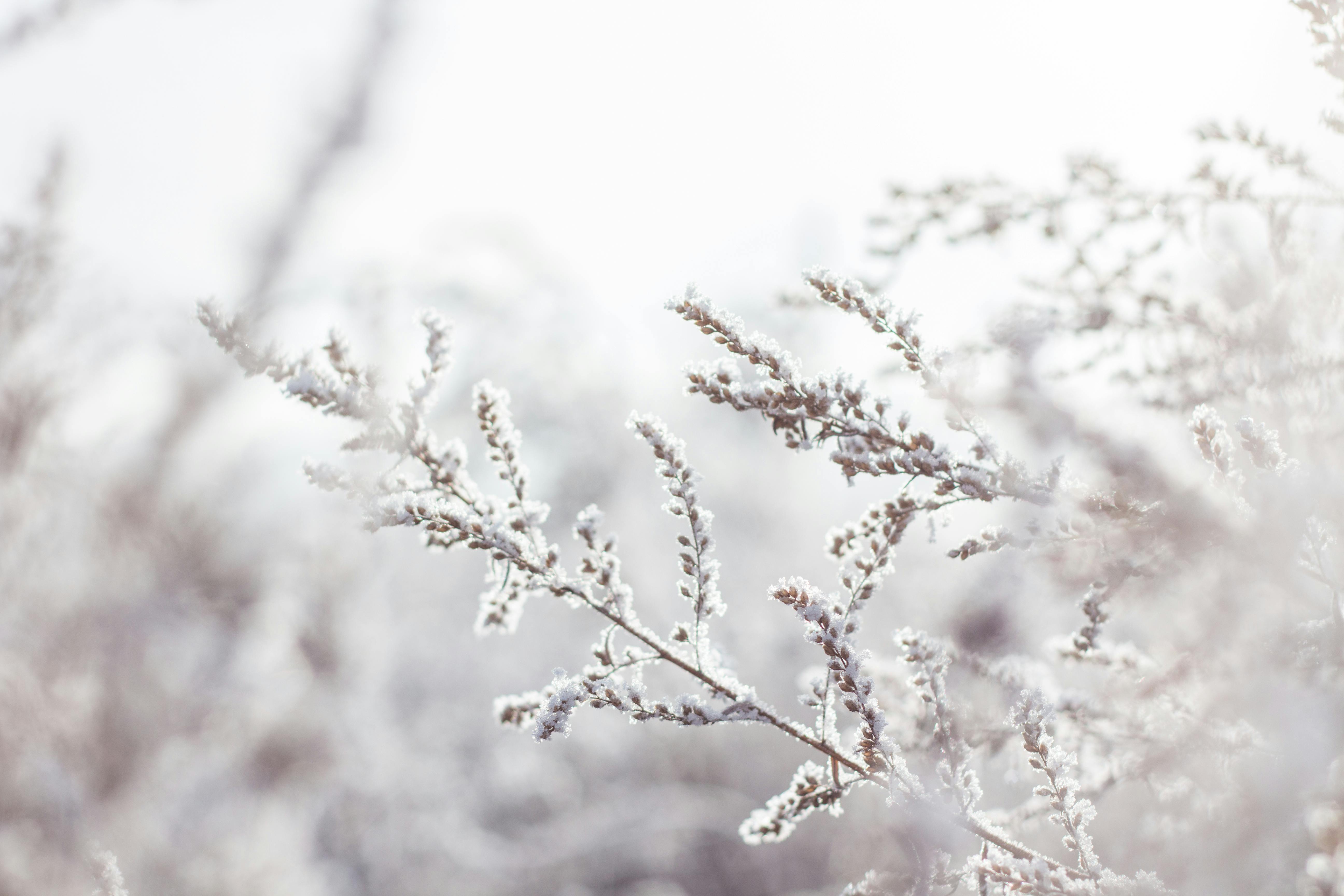 1363 Free CC0 Winter Stock Photos 