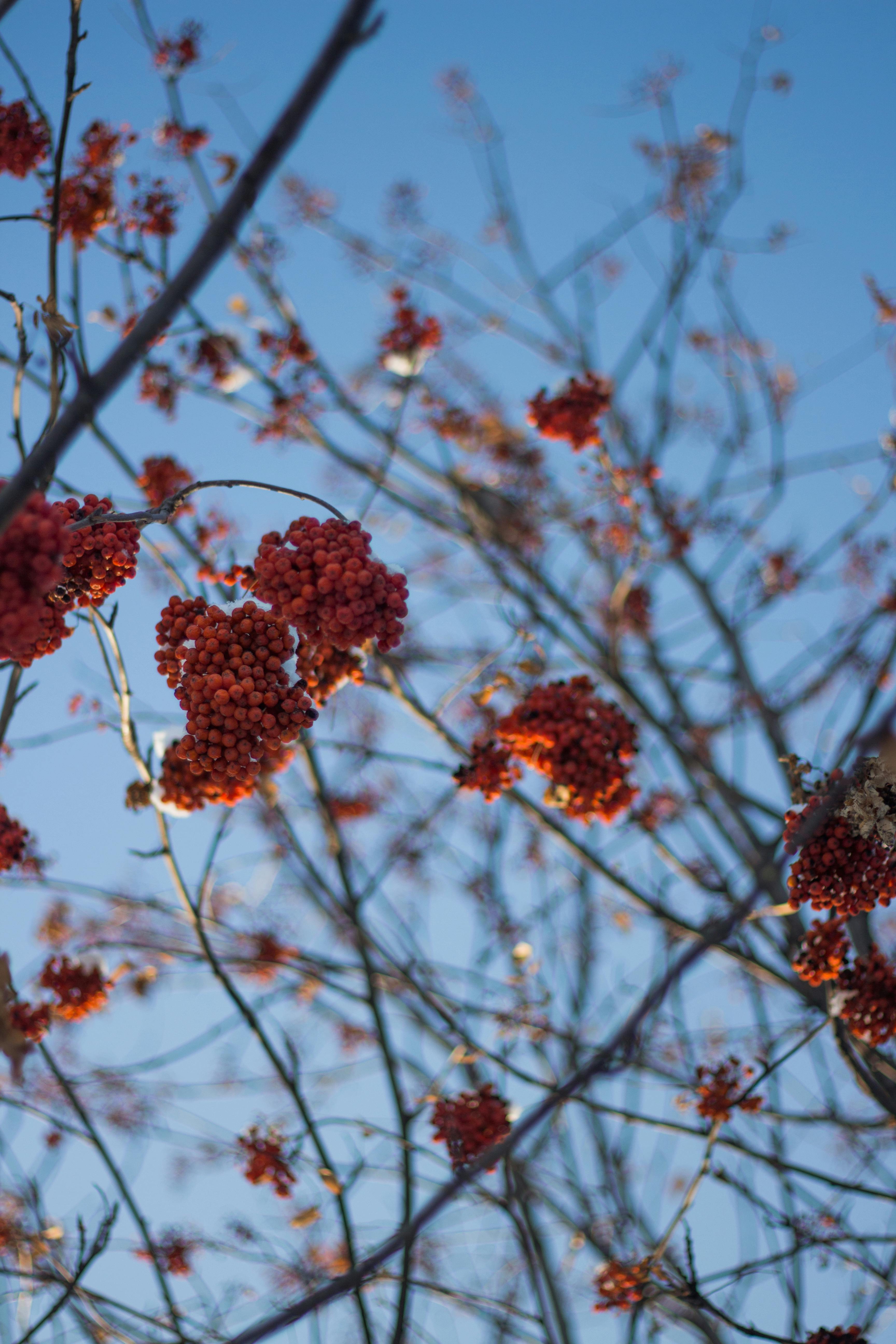 Red Fruits on Tree · Free Stock Photo