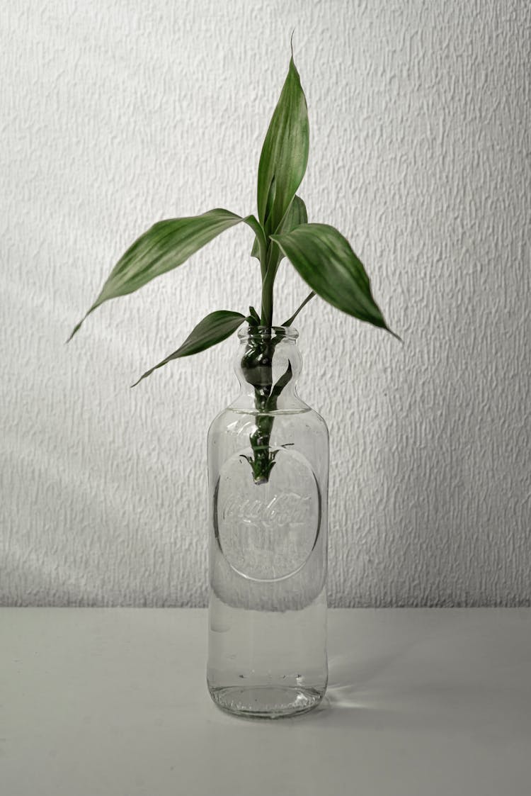 Plant In A Bottle Against A White Background 