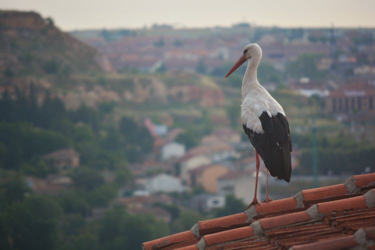 Stork Perching On Rooftop