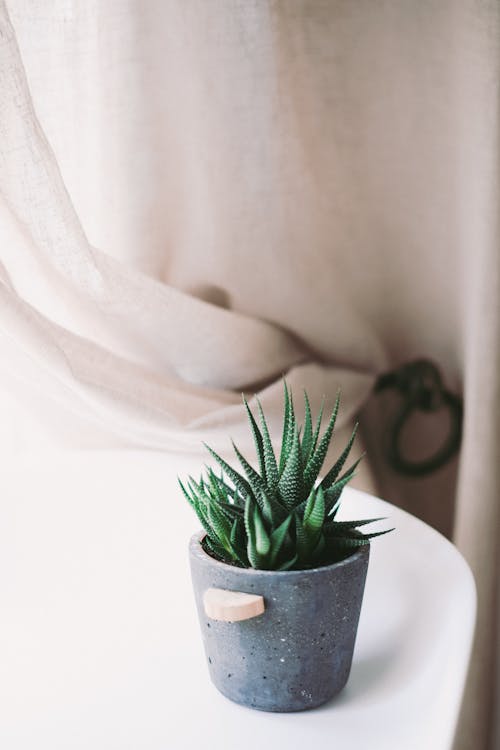 Small Succulent Plant in Pot on Table