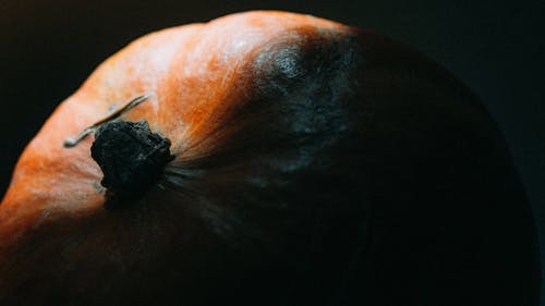 Art Photo of Pumpkin