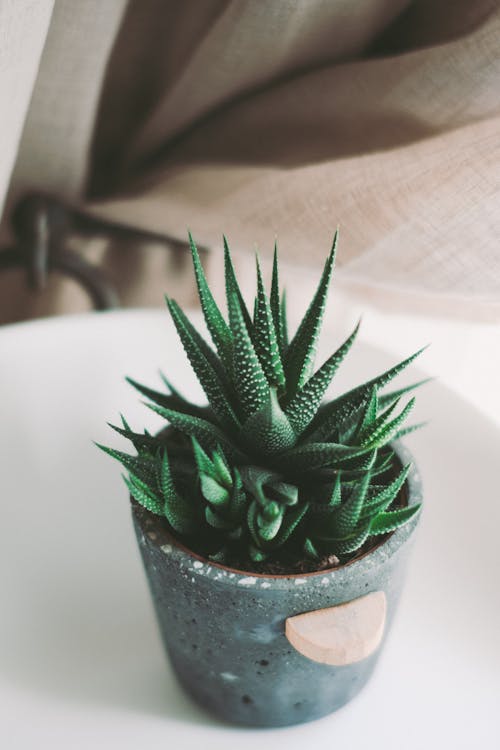 Small Succulent Plant in Pot on Table
