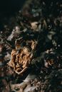 Close-up of Dried Flowers