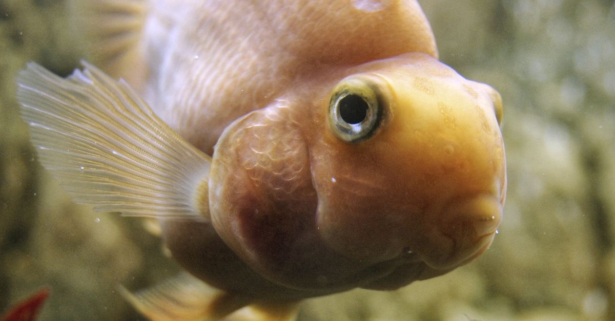 Cropped Image Fish Fish in Close Up · Free Stock Photo