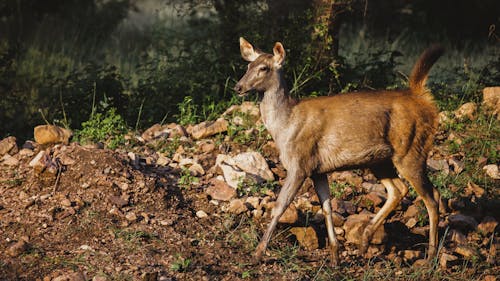 Free stock photo of animal, deer, forest