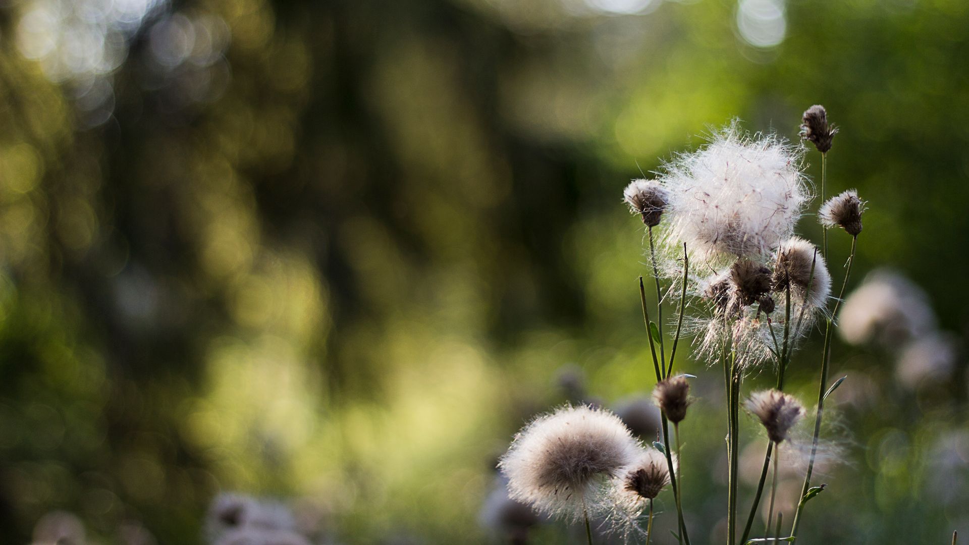 Dandelion