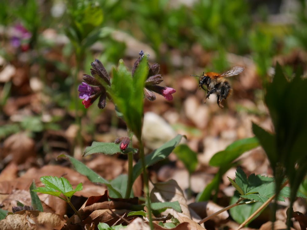 Free stock photo of flower, wildlife