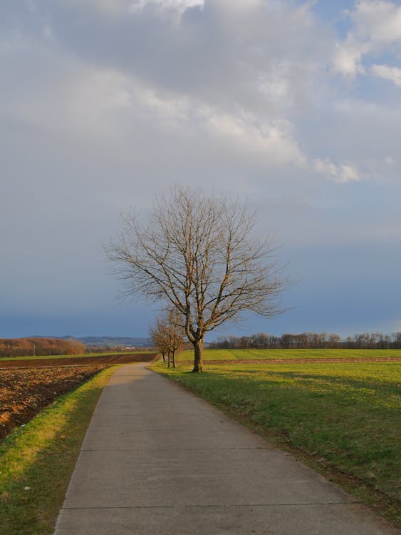 Leafless Tree