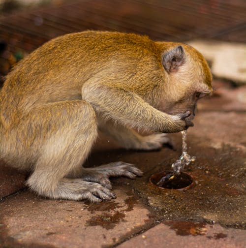 Ilmainen kuvapankkikuva tunnisteilla apinan juoma