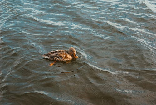 A Wild Duck on the Pond