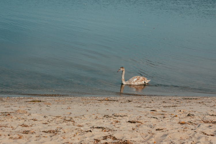 Young Swan In Sea