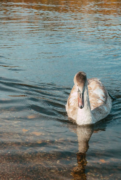 Free A serene swan swims gracefully with its reflection visible on a calm lake surface. Stock Photo