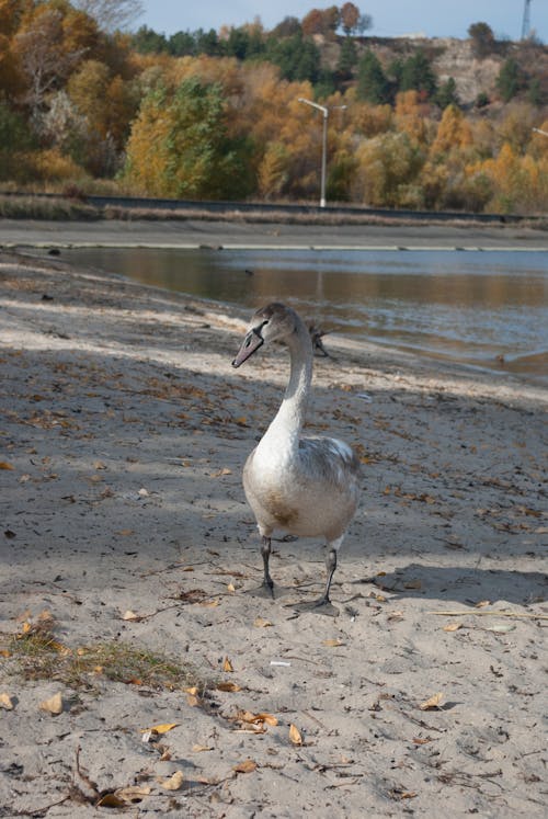 White Goose Walking on Sand Near Body of Water