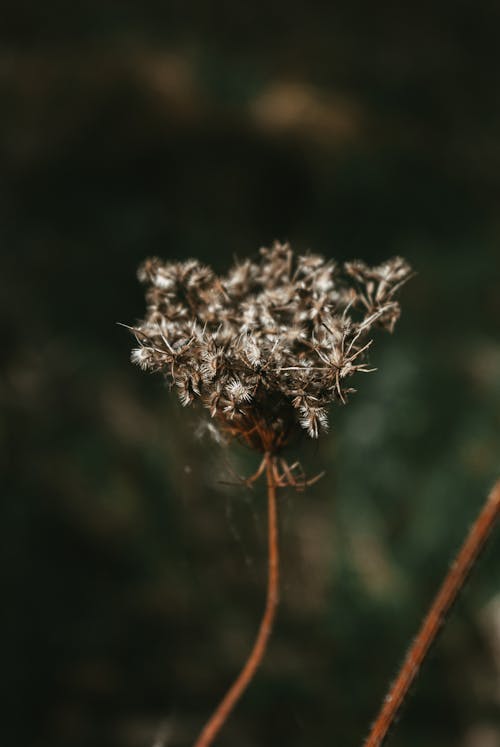 Wild Carrot in a Field