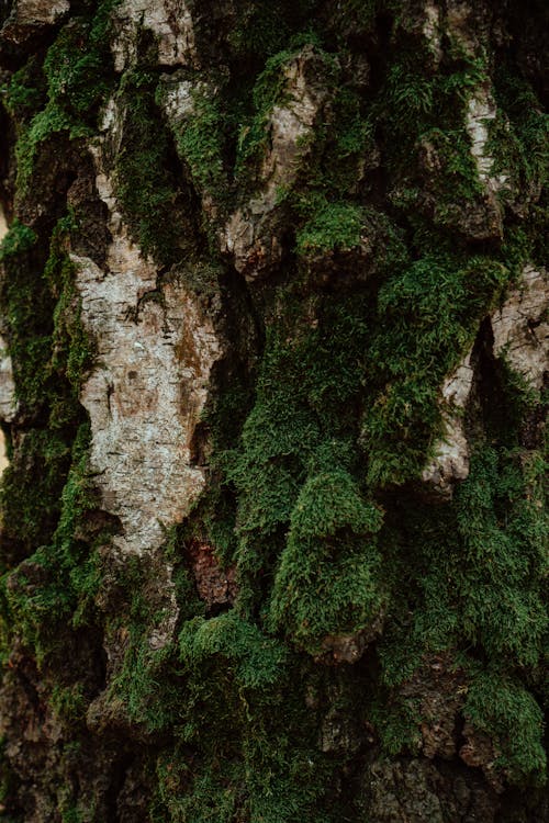 Green Moss on Brown Tree Trunk