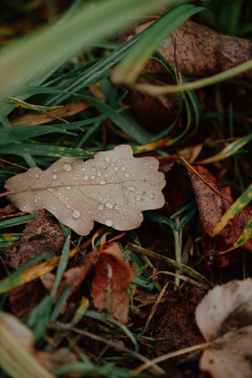 Fotos de stock gratuitas de al aire libre, belleza en la naturaleza, caído