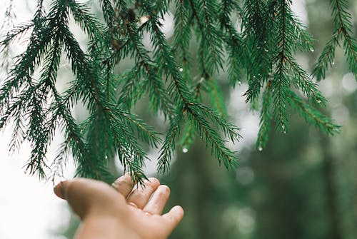 Free Close-Up Shot of a Person Touching Pine Leaves Stock Photo
