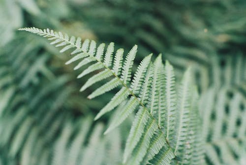 bitki örtüsü, doğa, doku içeren Ücretsiz stok fotoğraf