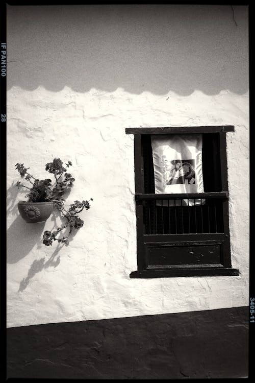 Grayscale Photo of a Pot Near a Window