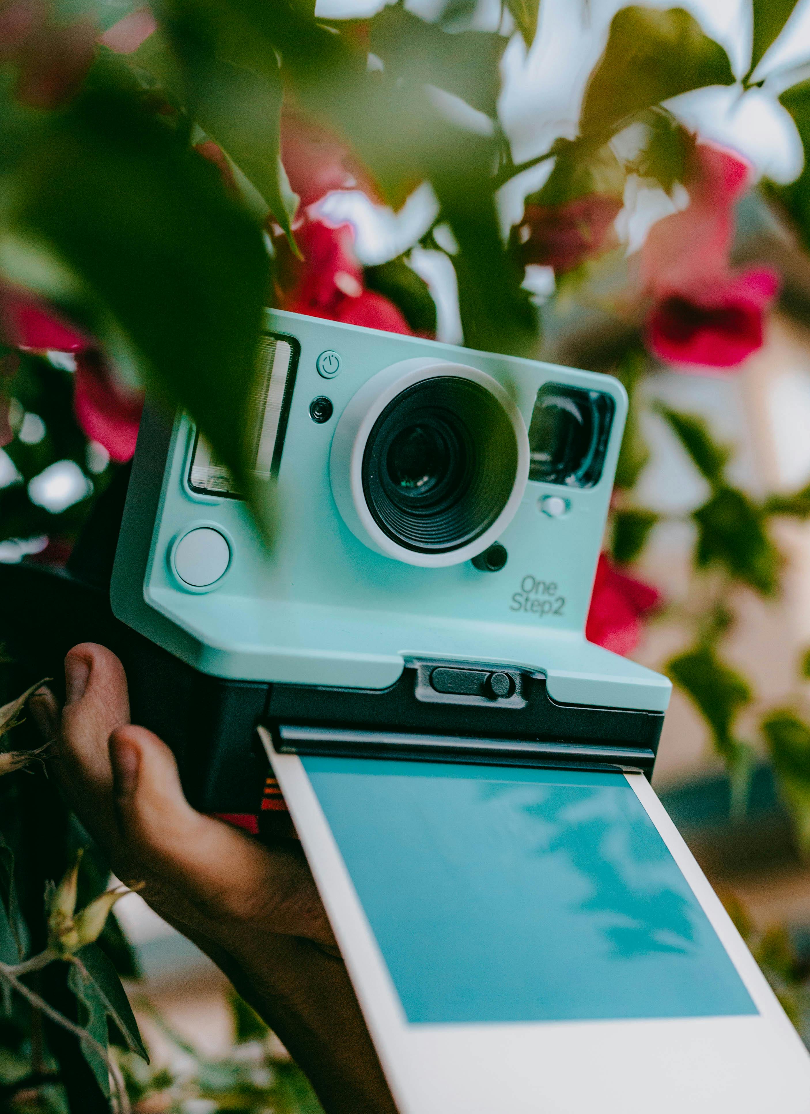 Gratuit Persoană Care ține O Cameră Polaroid Lângă O Plantă înflorită Fotografie de stoc