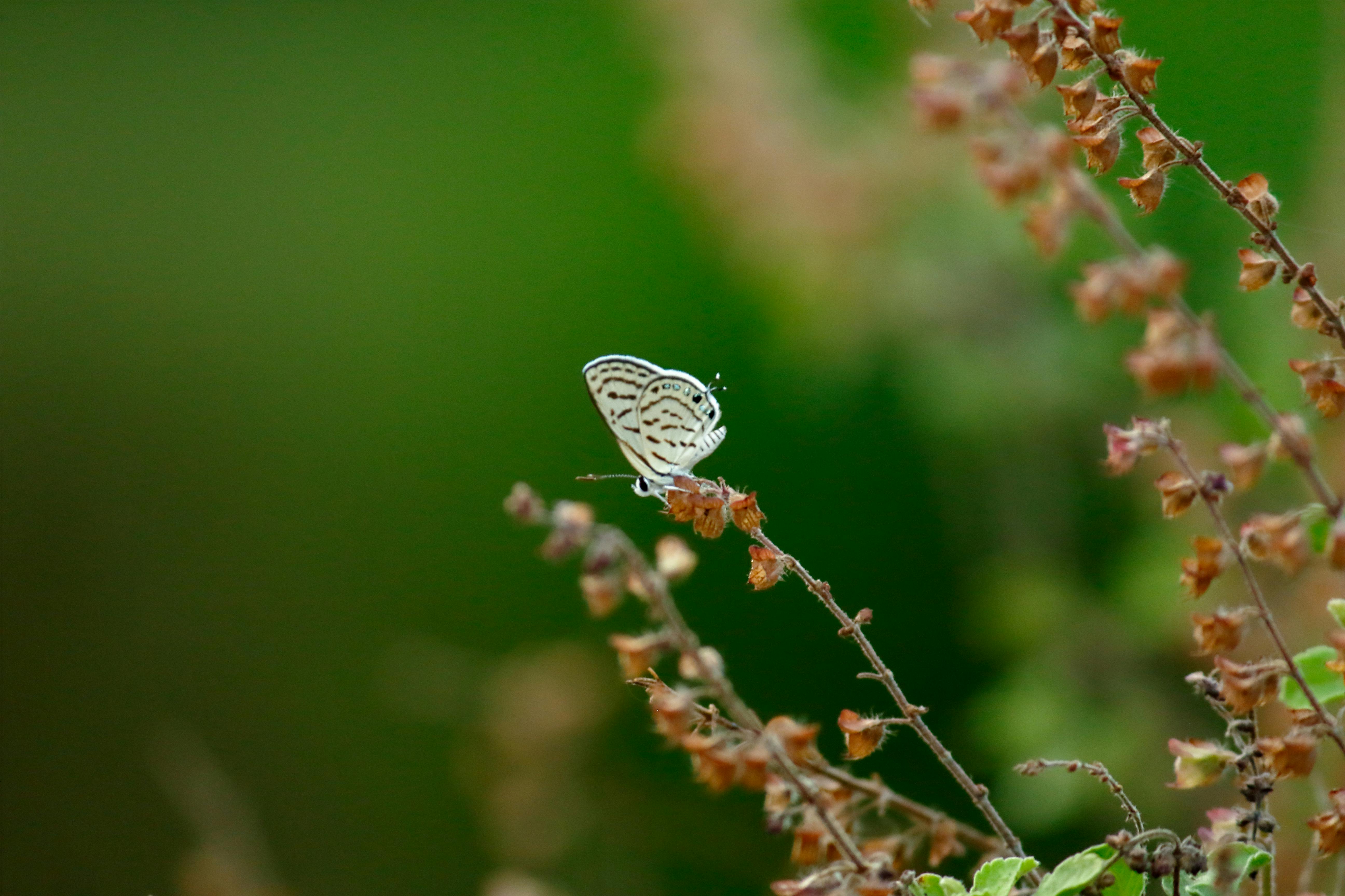 Photo Of White And Black Butterfly · Free Stock Photo