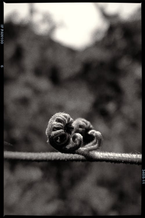 Monochrome Photo of a Plant