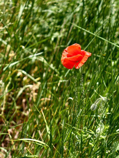 Free Close-Up Shot of an Orange Poppy Flower in Bloom Stock Photo