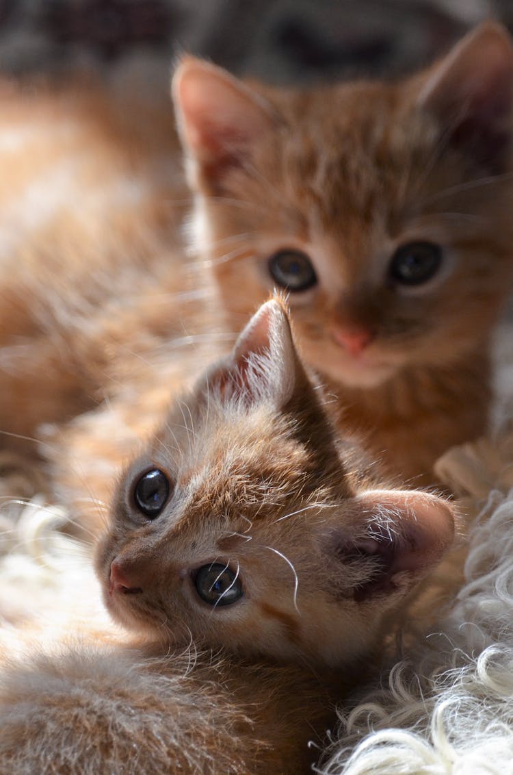 Close-Up Shot Of Cute Kittens