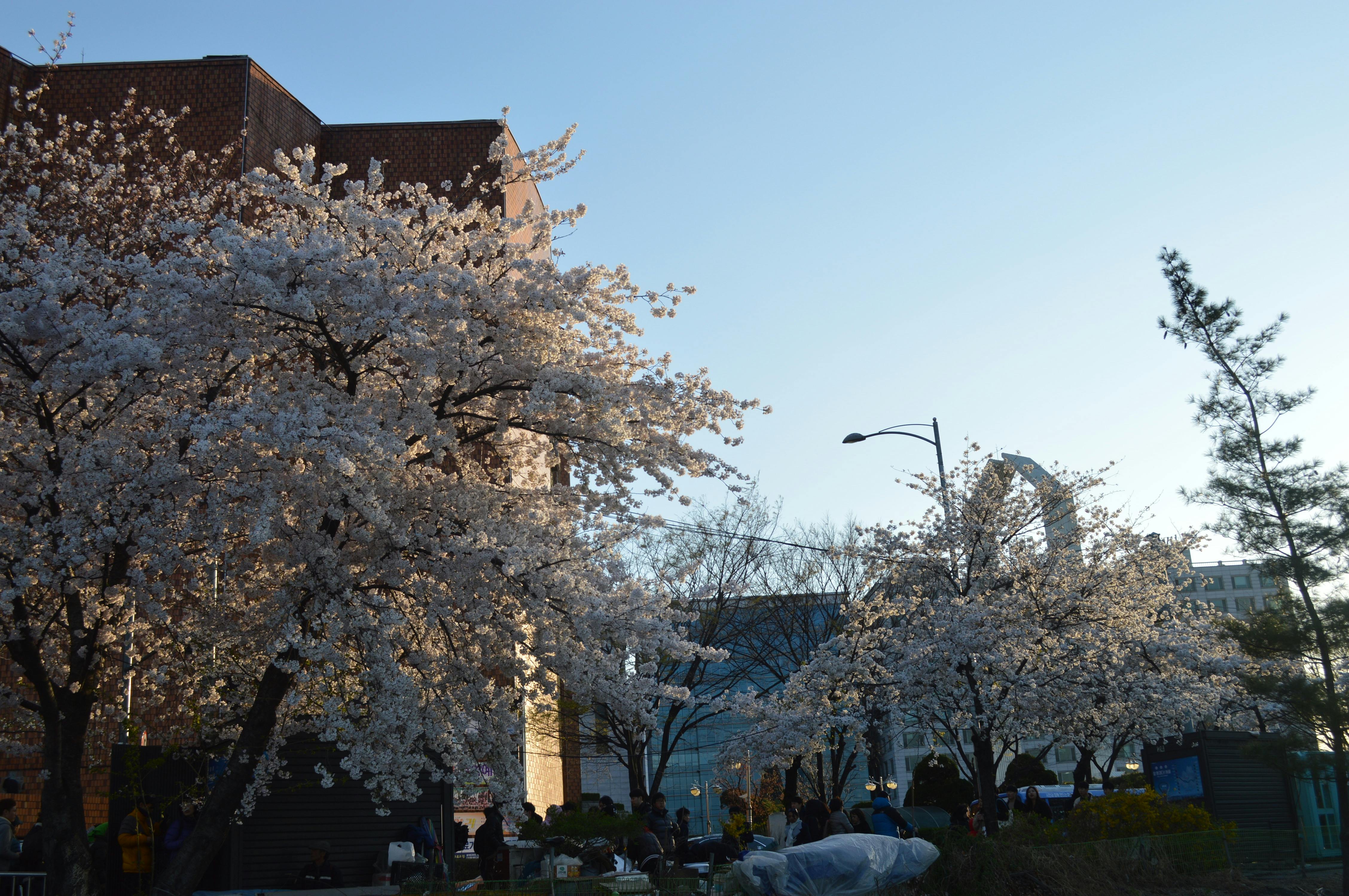 White Cherry Blossom Trees In Front Of White Painted Building