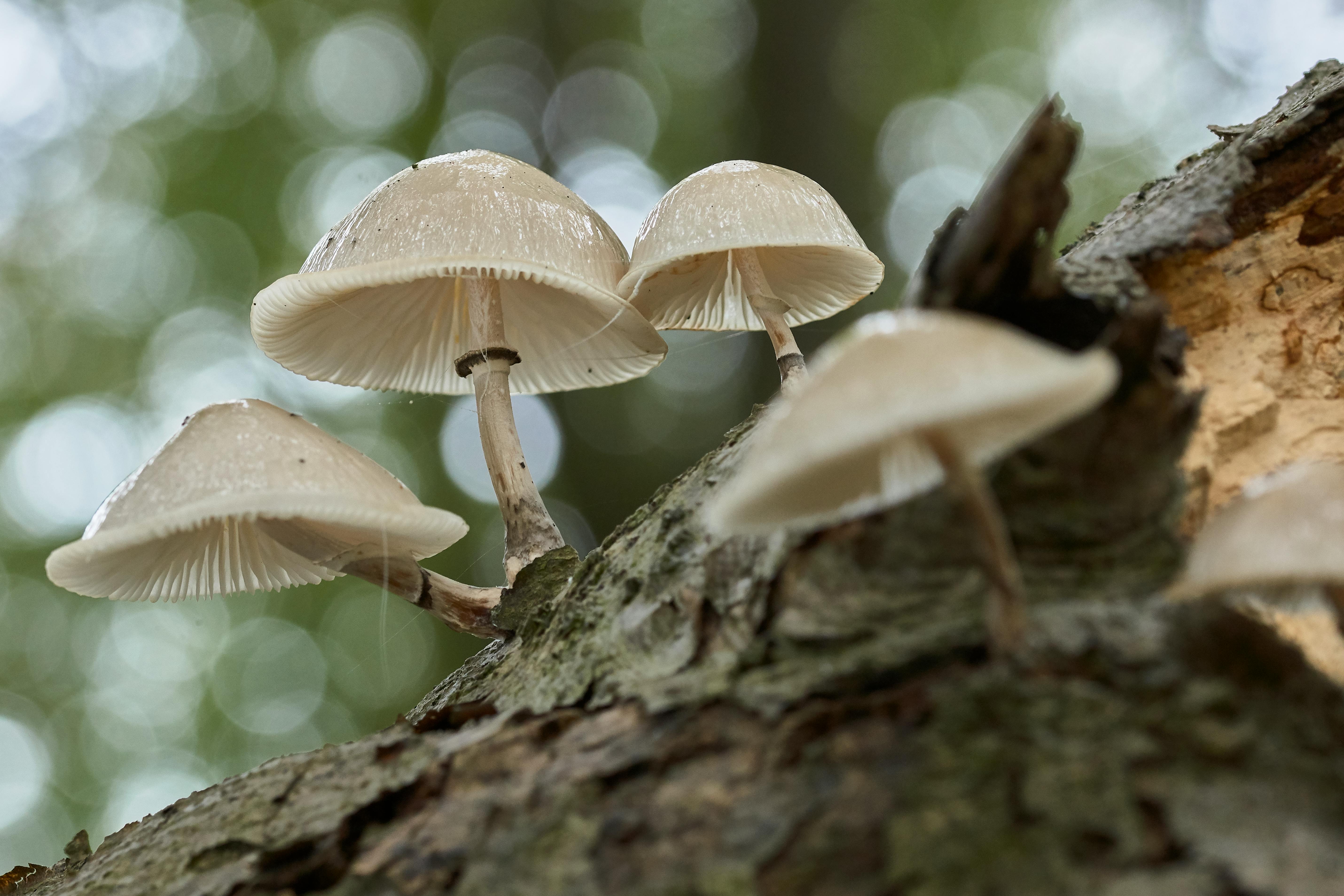 Detailed close-up of mushrooms growing on a tree in a forest setting.