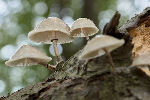 Close-Up Shot of Mushrooms