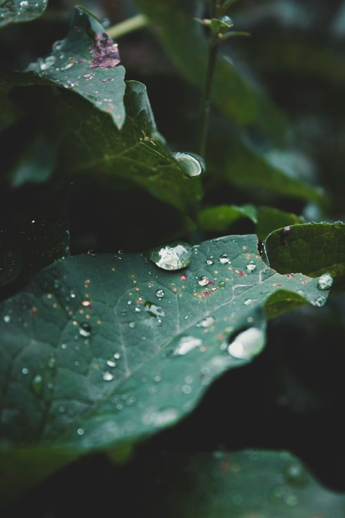 Free Macro shot of dewdrops on lush green leaves, capturing nature's essence. Stock Photo