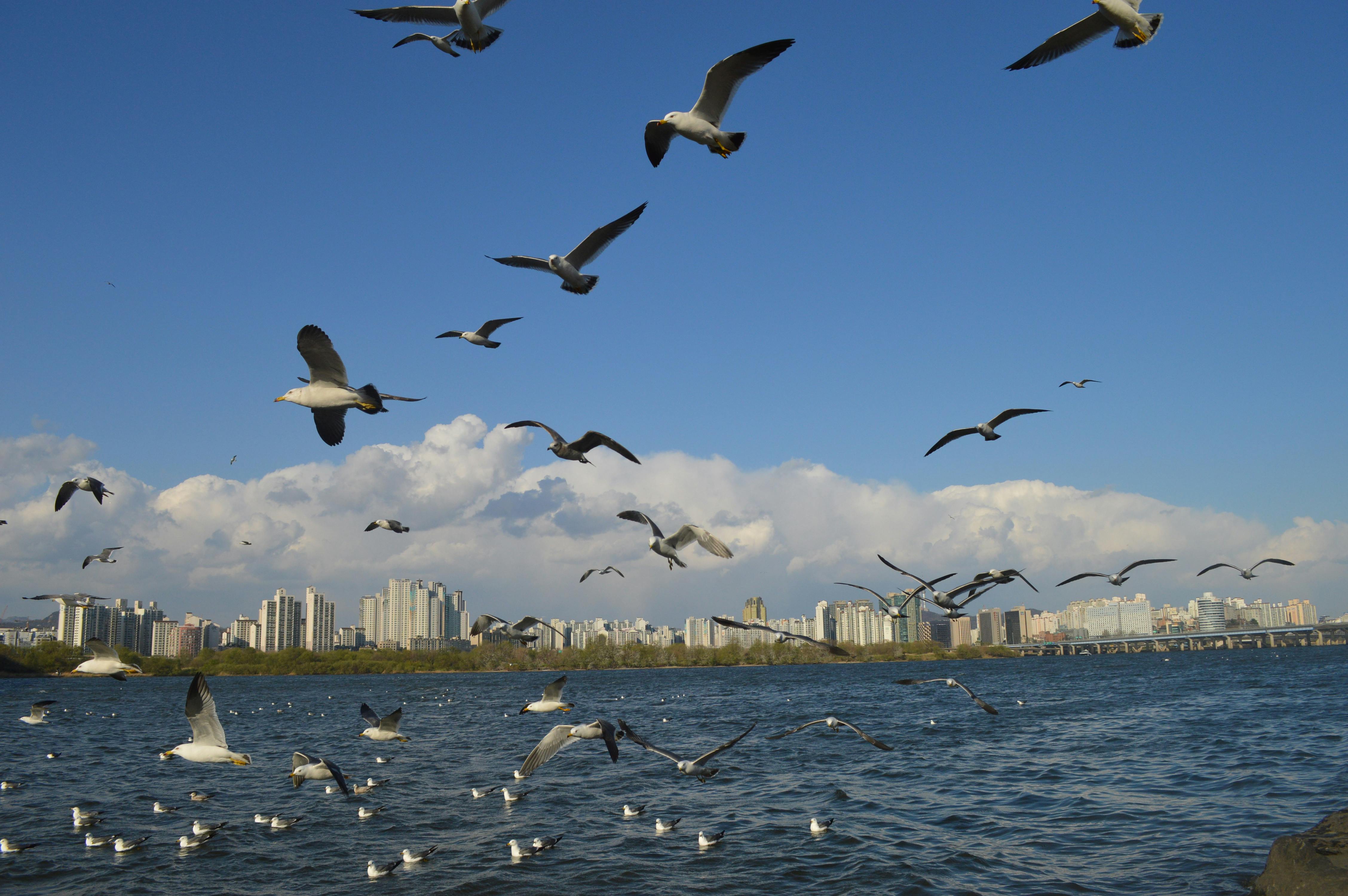 Flock Of White Birds Flying · Free Stock Photo